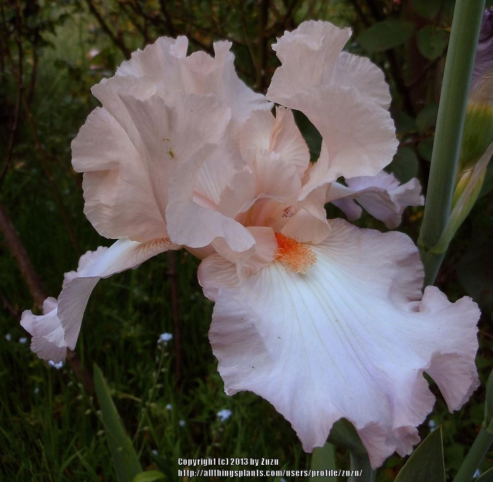 Photo of Tall Bearded Iris (Iris 'Celebration Song') uploaded by zuzu