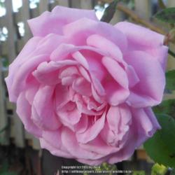 Location: In my Northern California garden
Date: 2013-04-30