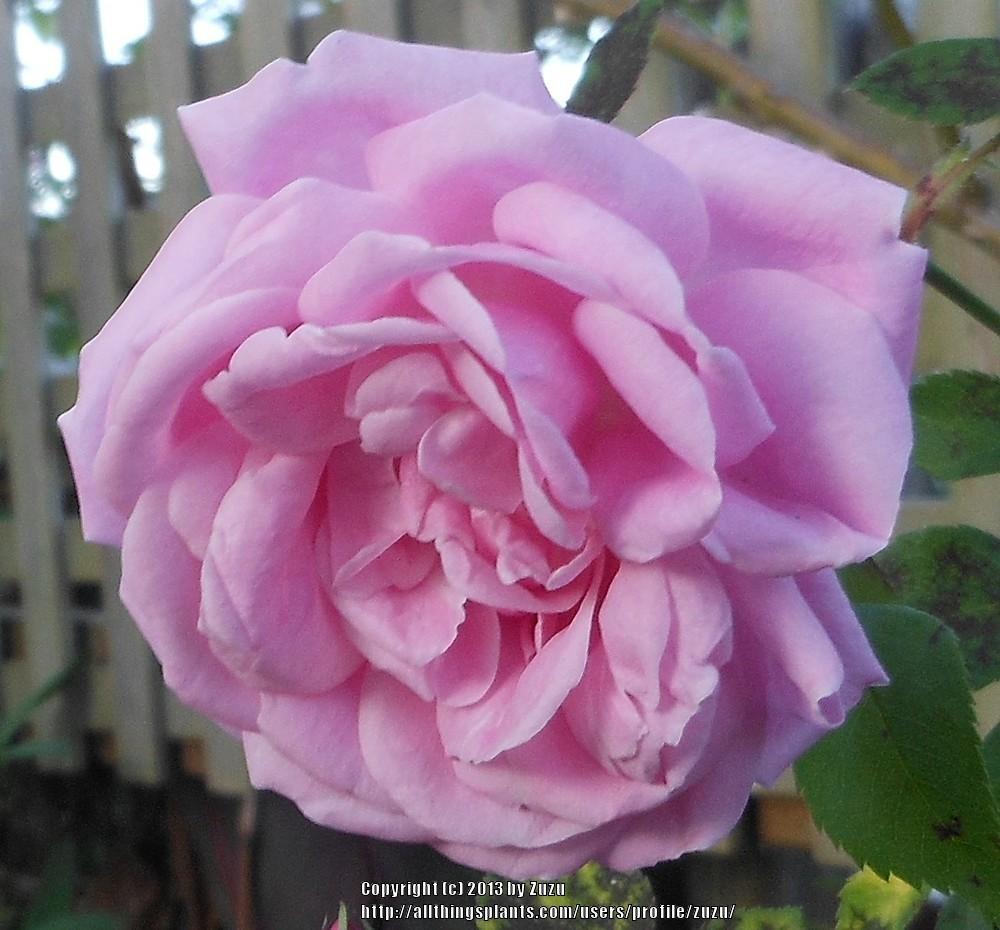 Photo of Rose (Rosa 'Salet') uploaded by zuzu