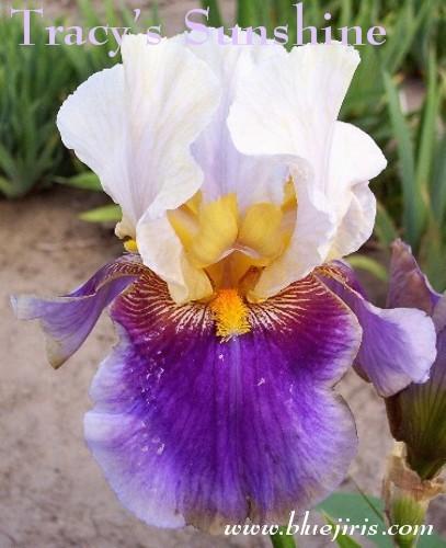 Photo of Tall Bearded Iris (Iris 'Tracy's Sunshine') uploaded by Calif_Sue