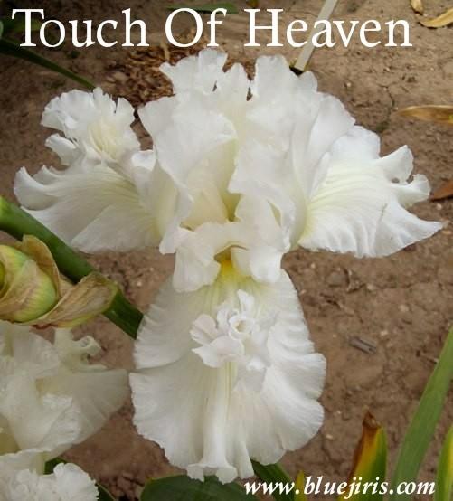 Photo of Tall Bearded Iris (Iris 'Touch of Heaven') uploaded by Calif_Sue