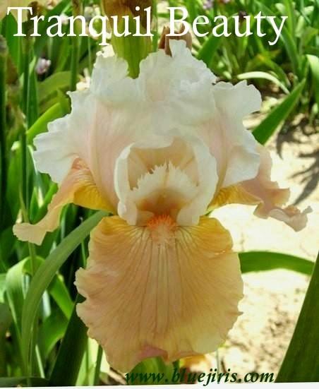 Photo of Tall Bearded Iris (Iris 'Tranquil Beauty') uploaded by Calif_Sue