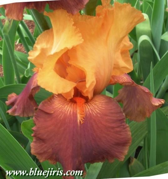 Photo of Tall Bearded Iris (Iris 'Torero') uploaded by Calif_Sue