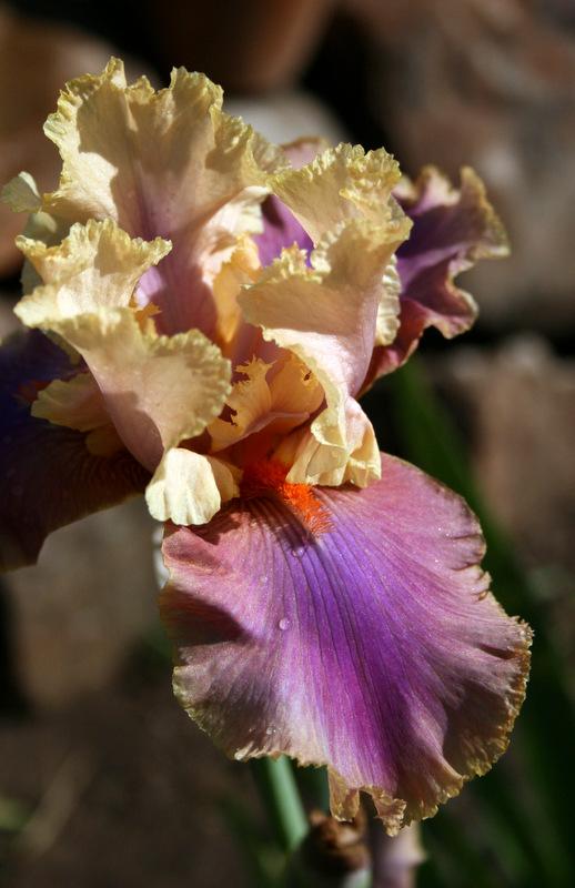 Photo of Tall Bearded Iris (Iris 'Colette Thurillet') uploaded by Calif_Sue