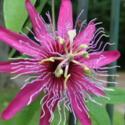 Discovering Passion, the Flowers of Passiflora