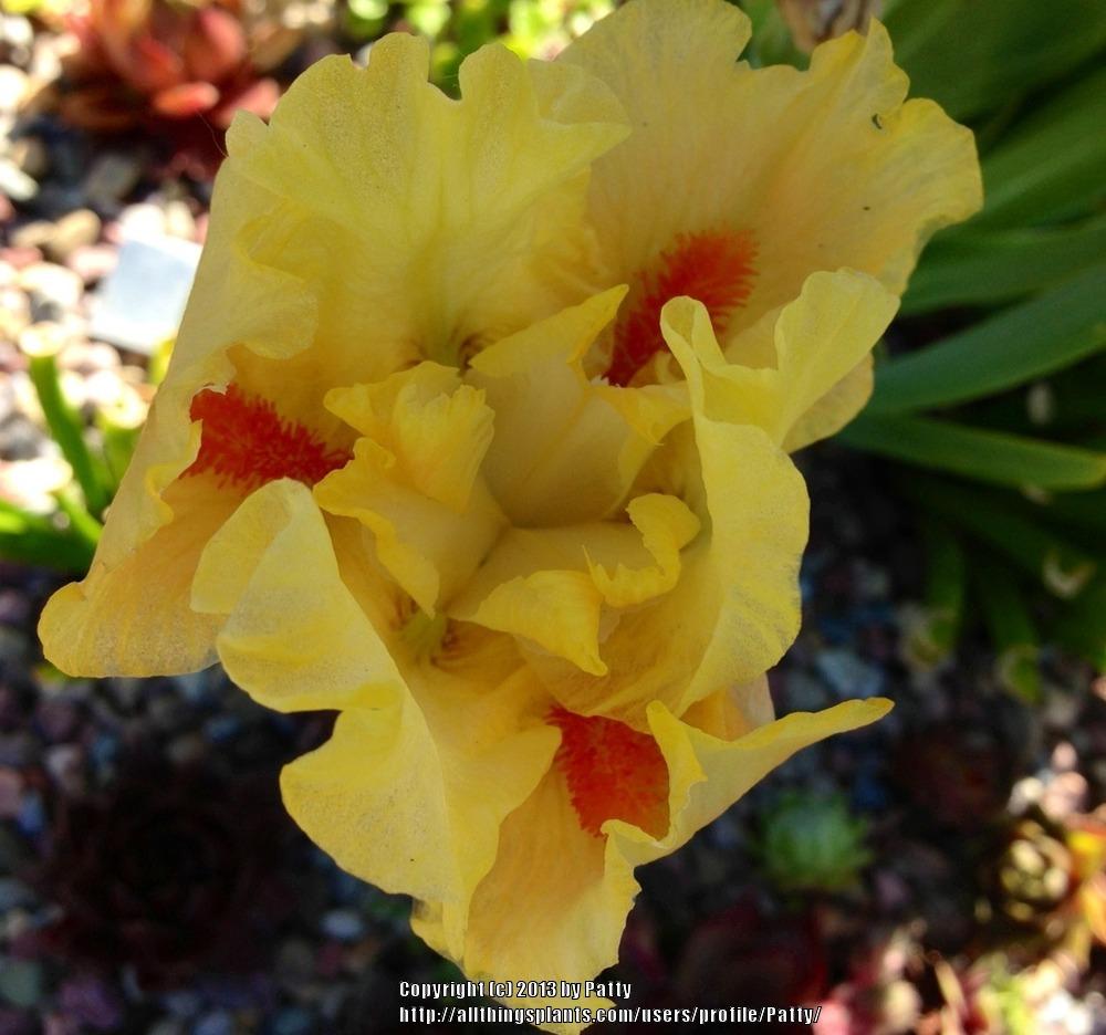 Photo of Standard Dwarf Bearded Iris (Iris 'Photon') uploaded by Patty