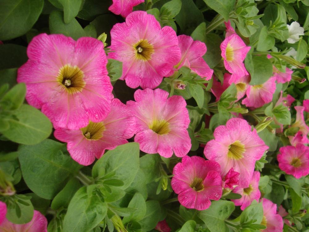 Photo of Multiflora Spreading/Trailing Petunia (Petunia Surprise™ Pink Lemonade) uploaded by Paul2032