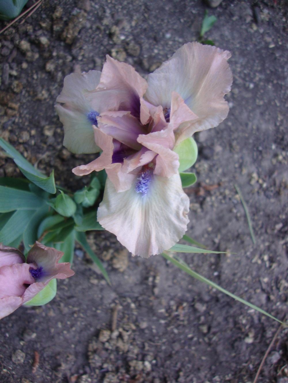 Photo of Miniature Dwarf Bearded Iris (Iris 'Brevity') uploaded by Paul2032