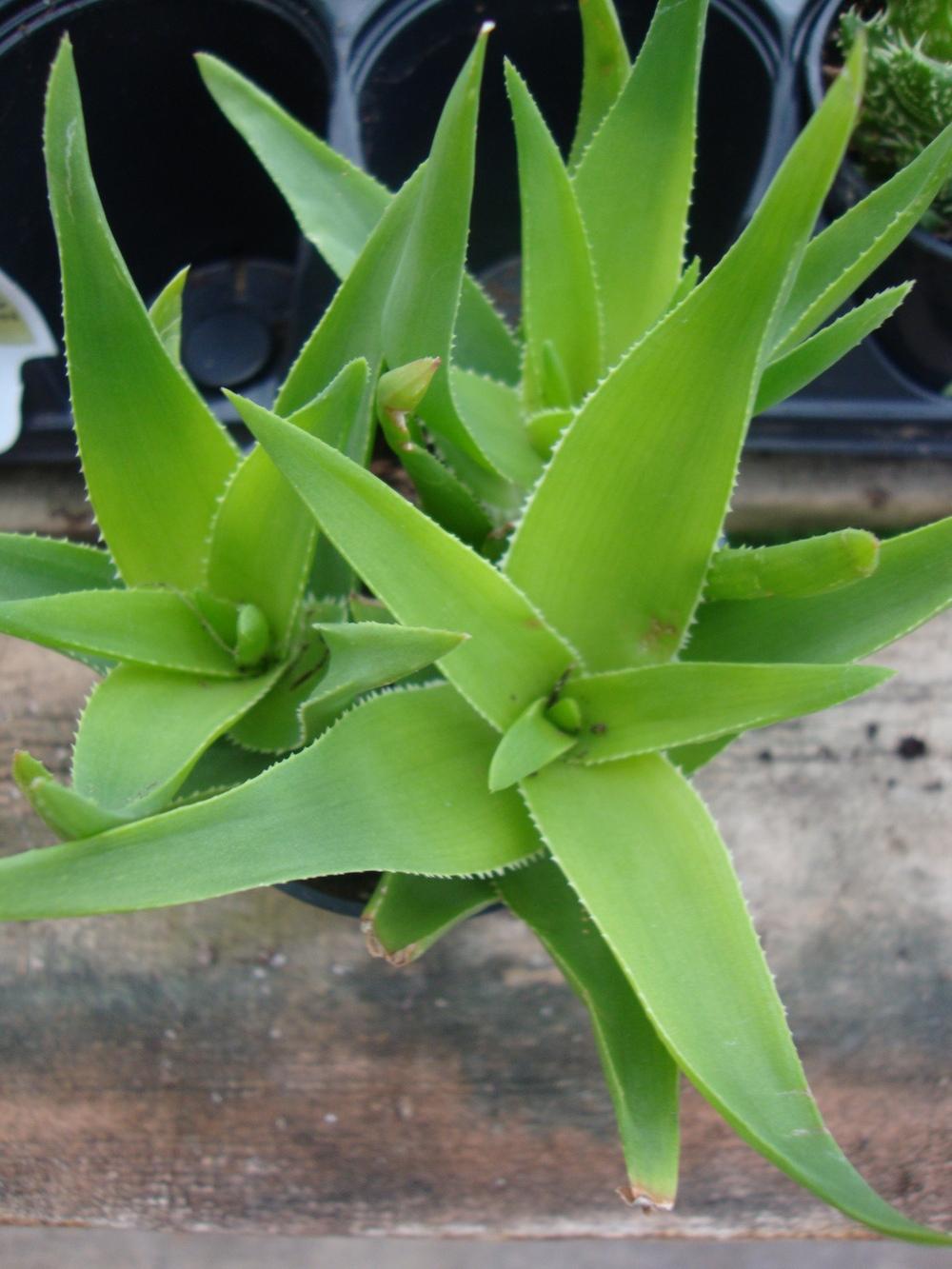 Photo of Climbing Aloe (Aloiampelos ciliaris) uploaded by Paul2032