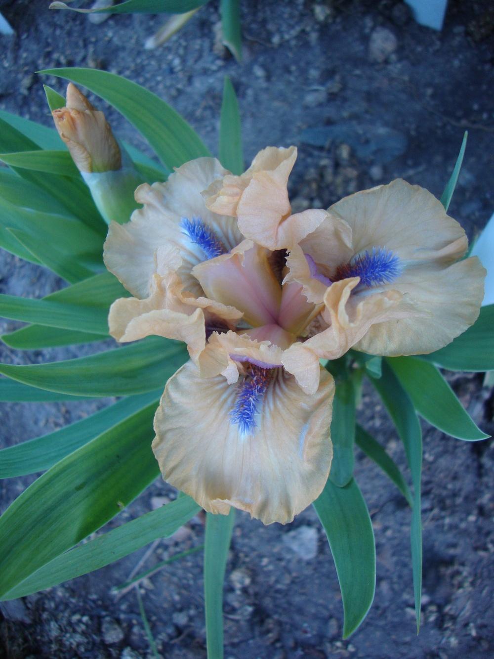 Photo of Standard Dwarf Bearded Iris (Iris 'Decorum') uploaded by Paul2032