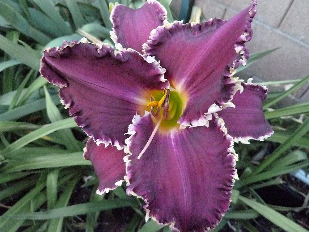 Photo of Daylily (Hemerocallis 'Robes for the Queen') uploaded by lyle627