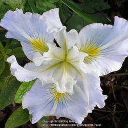 Location: In my Northern California garden
Date: 4000-05-03
Unidentified Pacific Coast Hybrid Iris