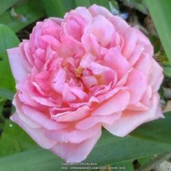Location: In my Northern California garden
Date: 2013-04-23