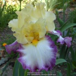 Location: In my Northern California garden
Date: 2013-04-23
