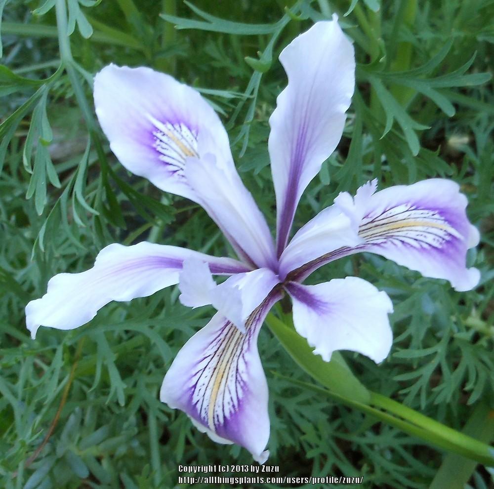 Photo of Species Iris (Iris douglasiana) uploaded by zuzu
