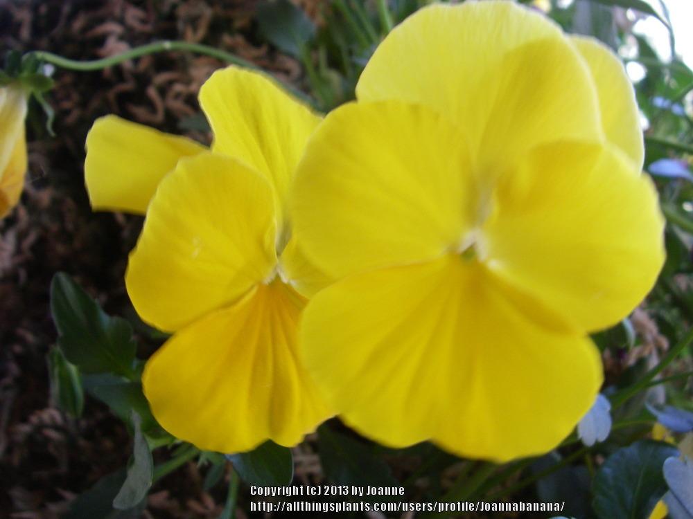 Photo of Pansy (Viola x wittrockiana Cool Wave® Yellow) uploaded by Joannabanana