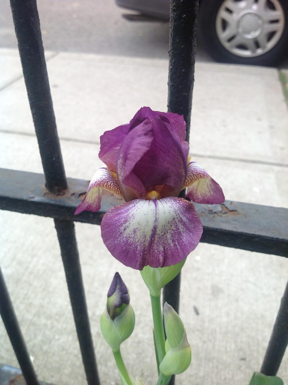 Photo of Miniature Tall Bearded Iris (Iris 'Rosemary's Dream') uploaded by Lilydaydreamer