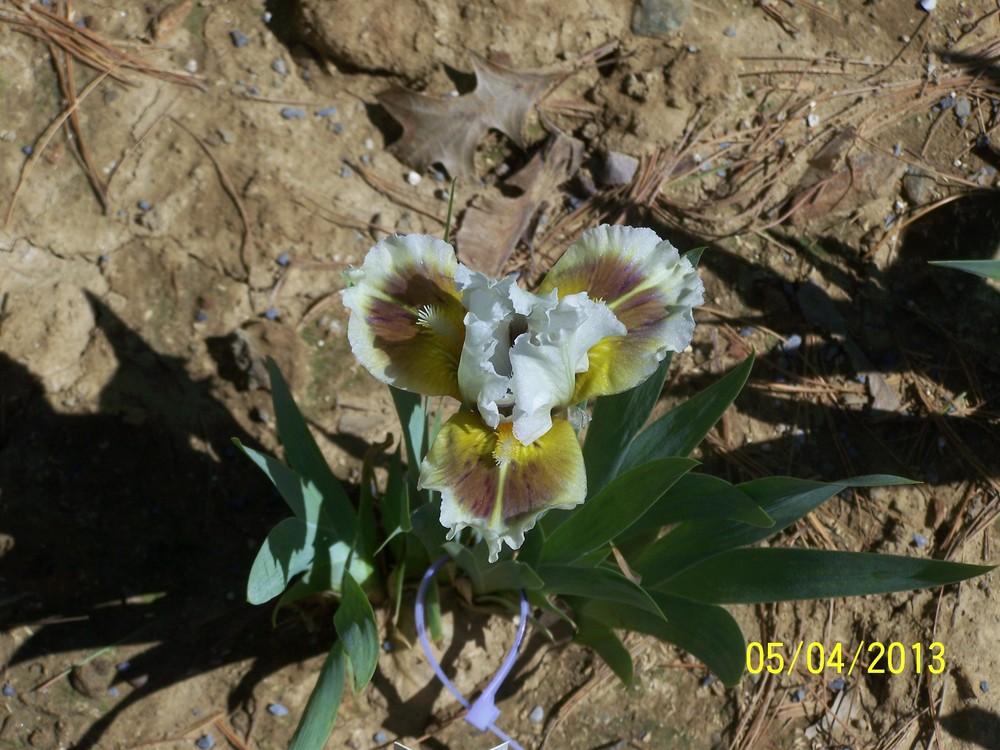 Photo of Standard Dwarf Bearded Iris (Iris 'Muggles') uploaded by Misawa77