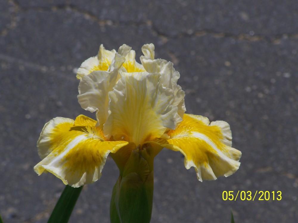 Photo of Intermediate Bearded Iris (Iris 'Tessie the Tease') uploaded by Misawa77