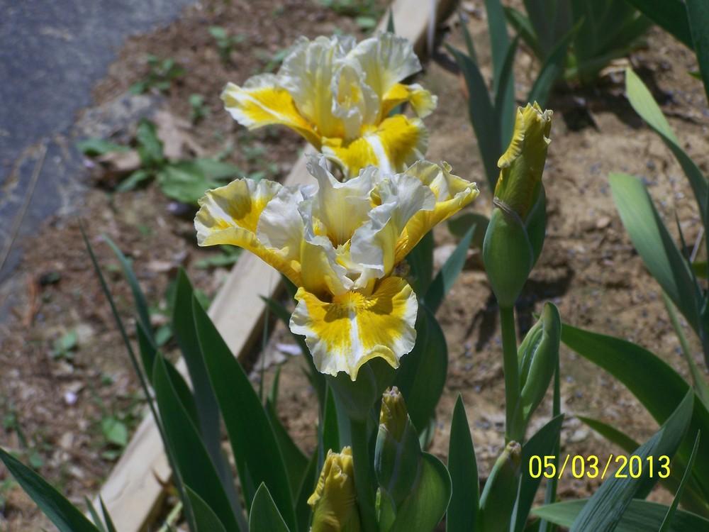 Photo of Intermediate Bearded Iris (Iris 'Tessie the Tease') uploaded by Misawa77