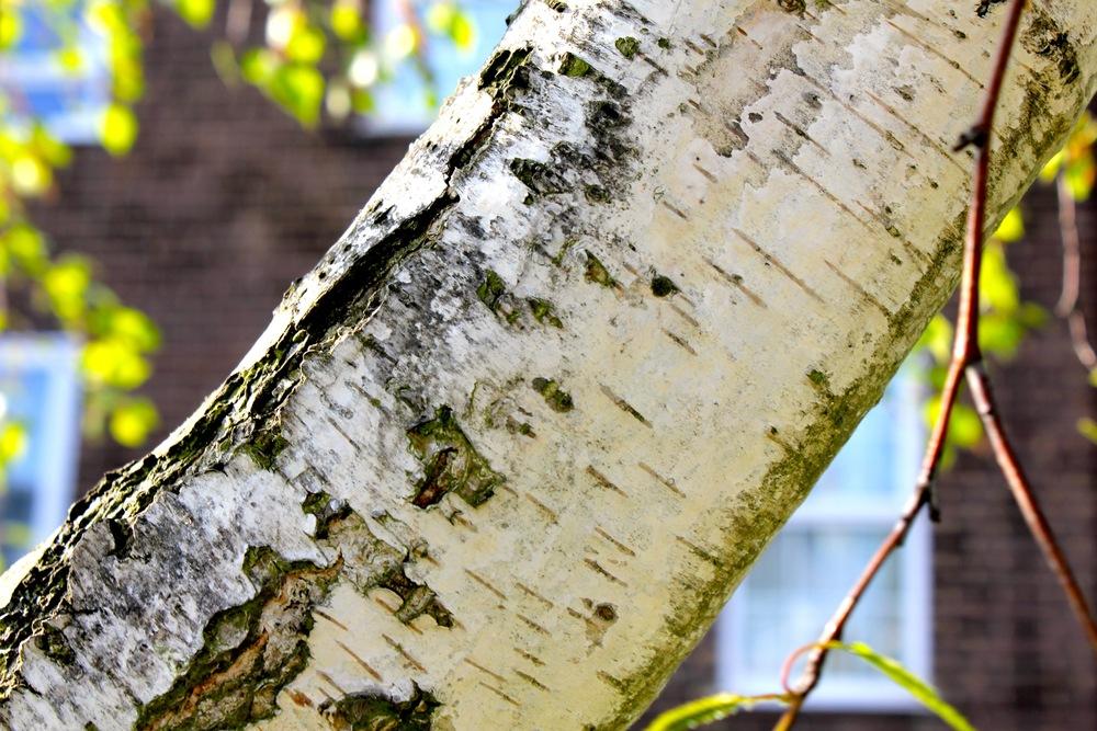 Photo of Silver Birch (Betula pendula) uploaded by NEILMUIR1