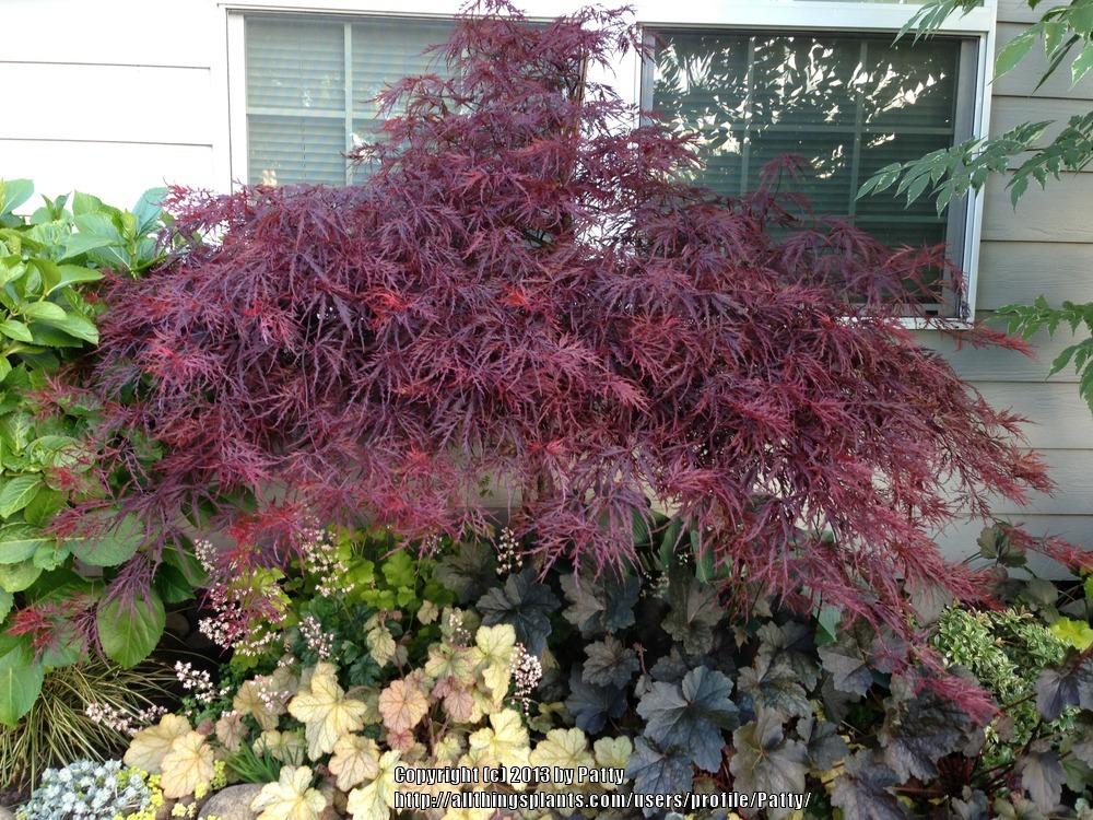 Photo of Cutleaf Japanese Maple (Acer palmatum 'Red Dragon') uploaded by Patty