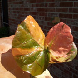 Location: Frisco Tx
Date: 2013-05-01
New growth showing red/orange cast and very glossy leaaves.