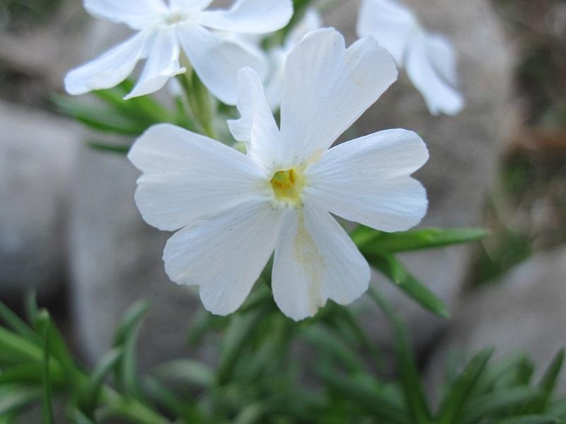Photo of Moss Phlox (Phlox subulata 'White Delight') uploaded by robertduval14