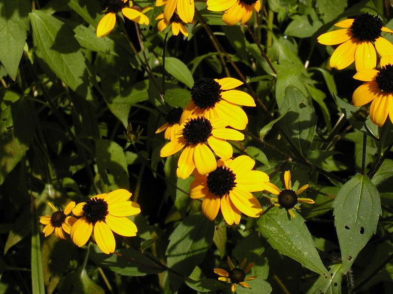 Photo of Browneyed Susan (Rudbeckia triloba) uploaded by robertduval14