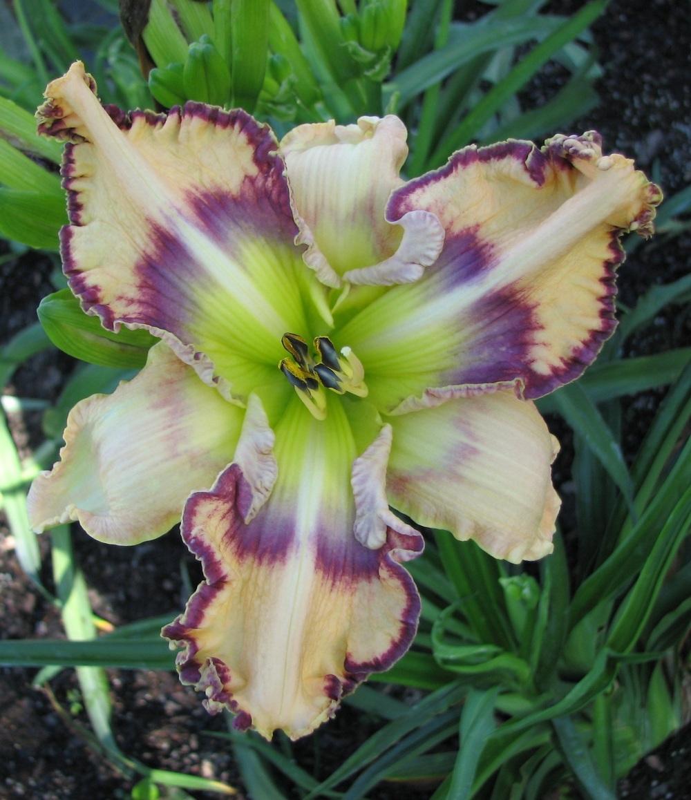 Photo of Daylily (Hemerocallis 'Pinched Perfection') uploaded by tink3472