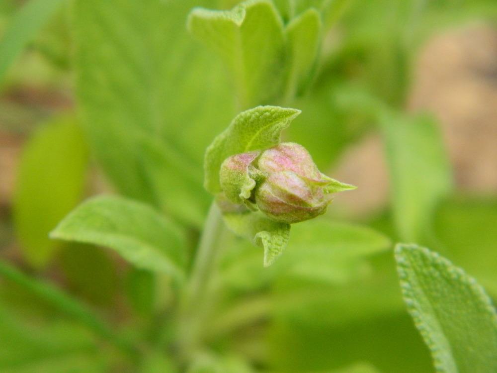Photo of Culinary Sages (Salvia officinalis) uploaded by wildflowers