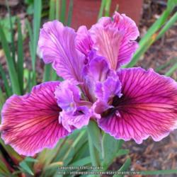 Location: In my Northern California garden
Date: 2007-04-04
Unidentified Pacific Coast Hybrid Iris