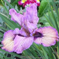 Location: In my Northern California garden
Date: 2009-04-15
Unidentified Pacific Coast Hybrid Iris