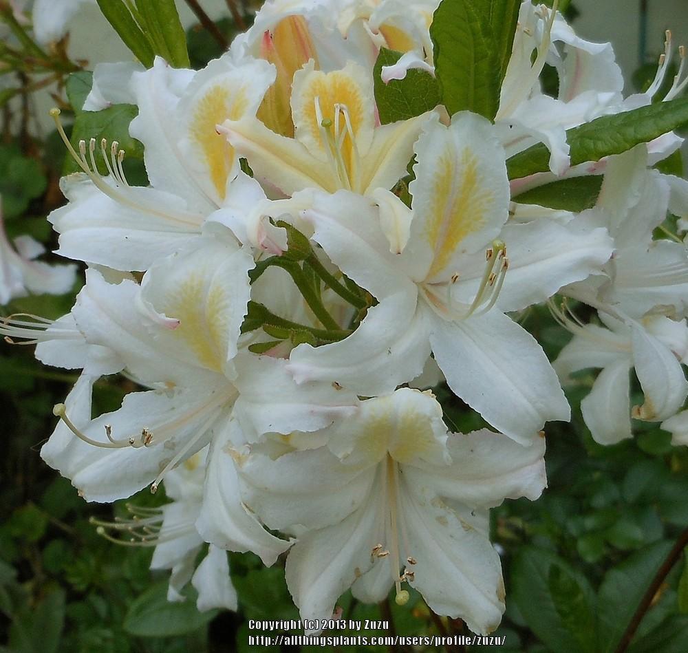 Photo of Azalea (Rhododendron 'Northern Hi-lights') uploaded by zuzu