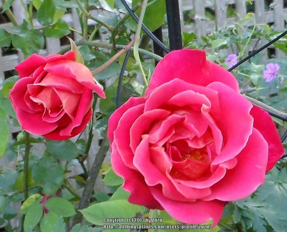 Photo of Rose (Rosa 'Big Splash') uploaded by zuzu