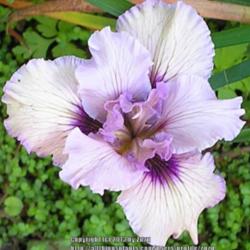 Location: In my Northern California garden
Date: 2007-04-23
Unidentified Pacific Coast Hybrid Iris