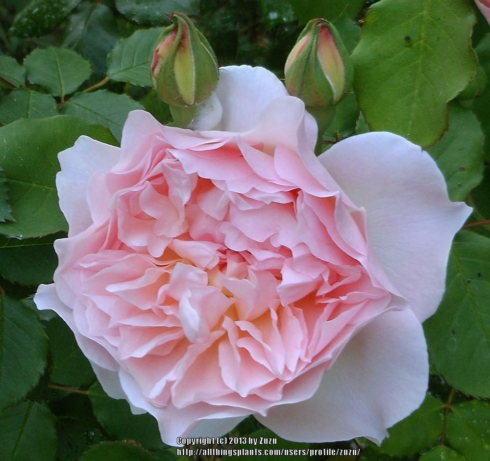 Photo of Rose (Rosa 'Mary Magdalene') uploaded by zuzu