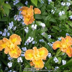 Location: In my Northern California garden
Date: 2010-04-17
Unidentified Pacific Coast Hybrid Iris