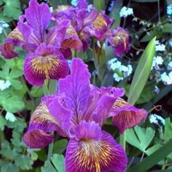 Location: In my Northern California garden
Date: 2010-04-13
Unidentified Pacific Coast Hybrid Iris
