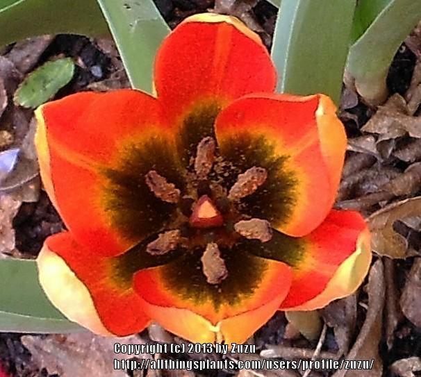 Photo of Species Tulip (Tulipa orphanidea) uploaded by zuzu