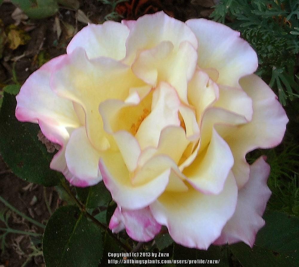 Photo of Rose (Rosa 'Luscious Lucy') uploaded by zuzu