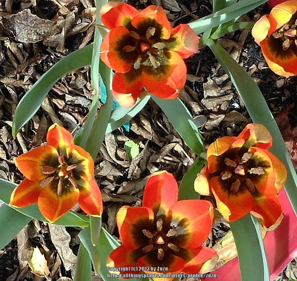 Photo of Species Tulip (Tulipa orphanidea) uploaded by zuzu
