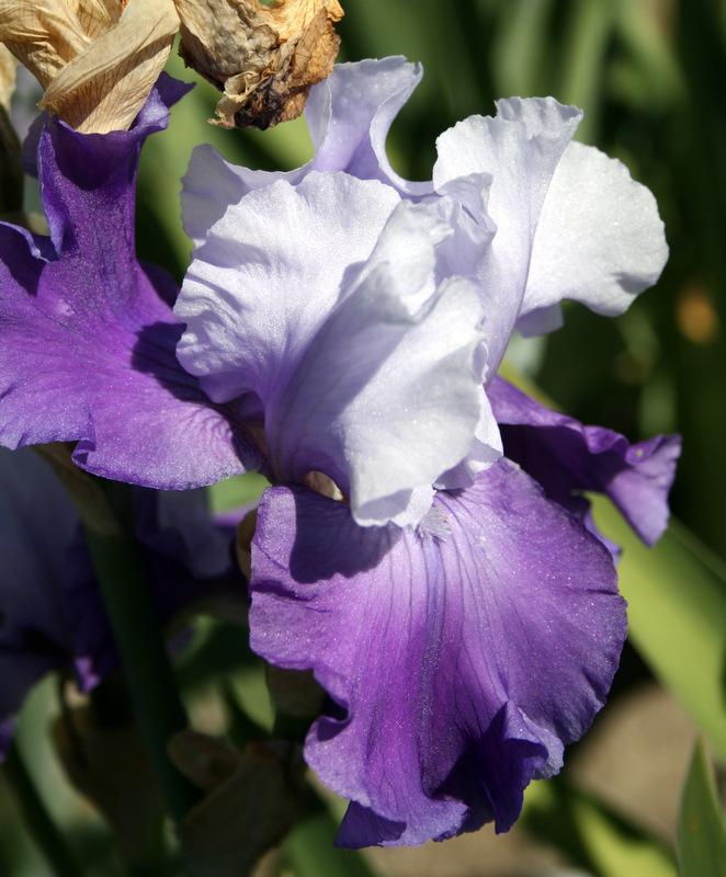 Photo of Tall Bearded Iris (Iris 'Mystique') uploaded by Calif_Sue