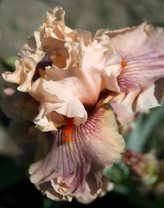 Photo of Tall Bearded Iris (Iris 'Center Line') uploaded by Calif_Sue