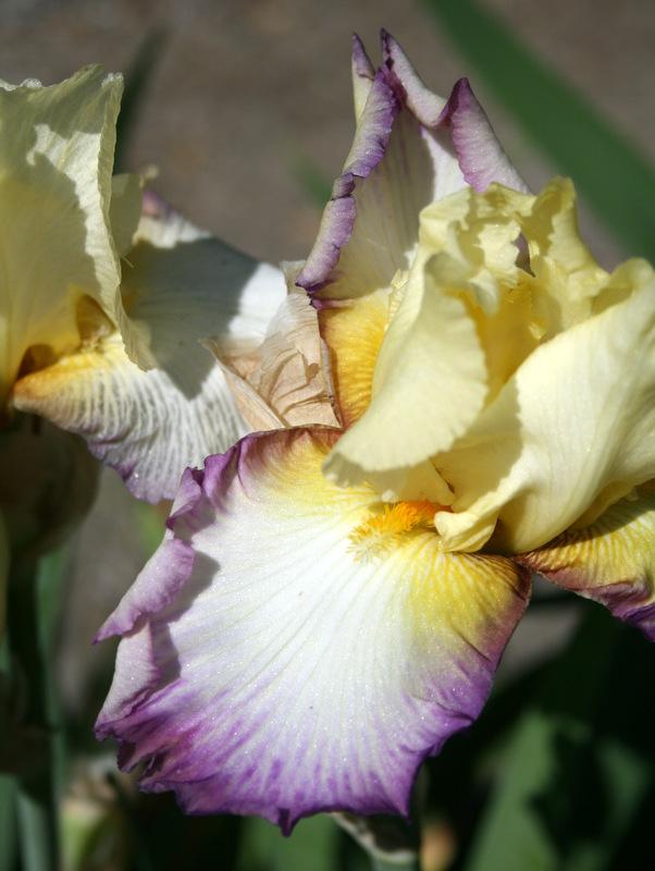 Photo of Tall Bearded Iris (Iris 'Kiss of Kisses') uploaded by Calif_Sue