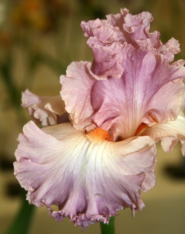 Photo of Tall Bearded Iris (Iris 'Vienna Waltz') uploaded by Calif_Sue