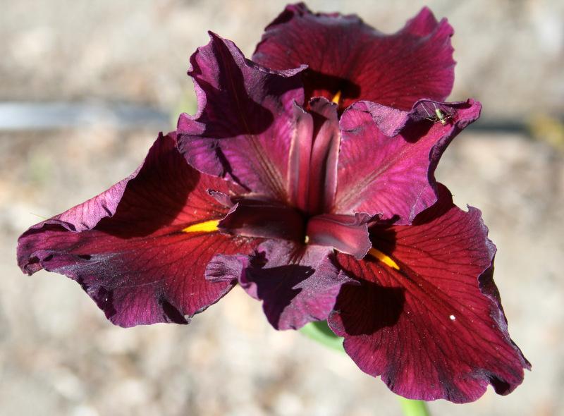 Photo of Louisiana Iris (Iris 'Red Velvet Elvis') uploaded by Calif_Sue
