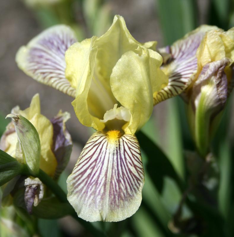 Photo of Miniature Tall Bearded Iris (Iris 'Holiday in Mexico') uploaded by Calif_Sue