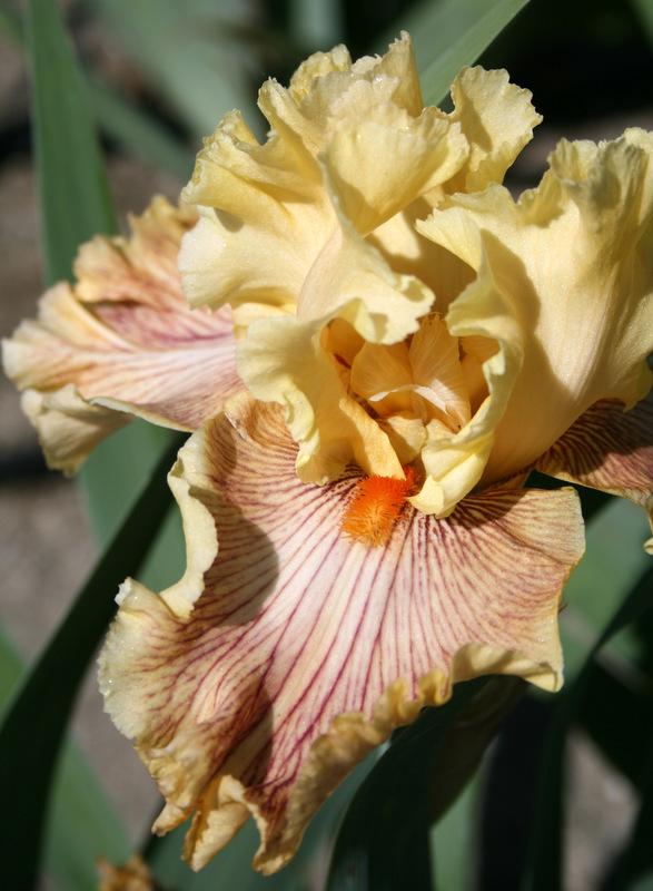 Photo of Tall Bearded Iris (Iris 'Jeanne Clay Plank') uploaded by Calif_Sue