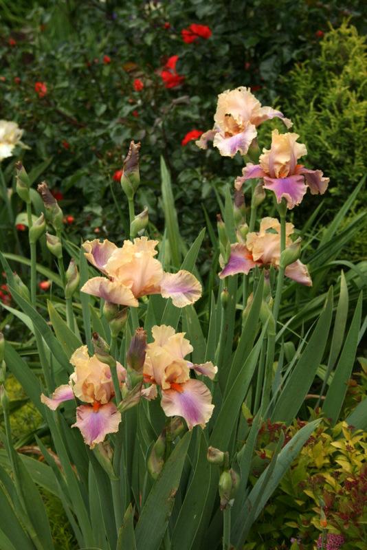 Photo of Tall Bearded Iris (Iris 'Colette Thurillet') uploaded by Calif_Sue